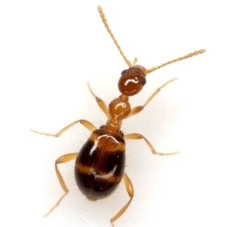 Acanthinus scitulus
