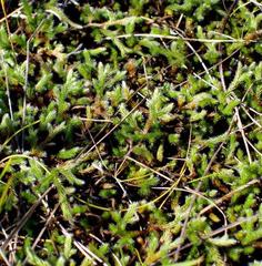 Selaginella dregei