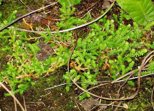 Selaginella mittenii image