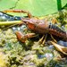 White River Crayfish - Photo (c) Tony Palacios, some rights reserved (CC BY-NC), uploaded by Tony Palacios