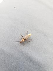 Chauliognathus obscurus