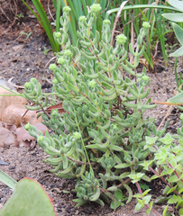Crassula mesembryanthoides