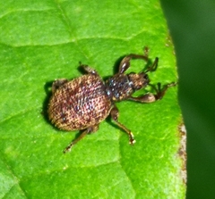 Otiorhynchus crataegi