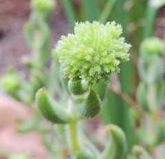 Crassula mesembryanthoides