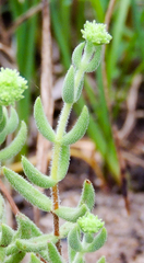 Crassula mesembryanthoides