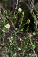 Psilactis brevilingulata