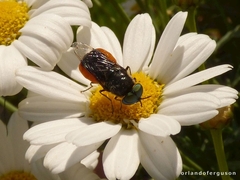 Odontomyia flavissima