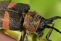 Pycnopsis brachyptera brachyptera