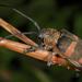 Pycnopsis brachyptera - Photo 由 Wynand Uys 所上傳的 (c) Wynand Uys，保留部份權利CC BY