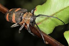 Pycnopsis brachyptera brachyptera