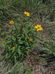 Heliopsis parvifolia