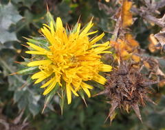 Berkheya heterophylla radiata