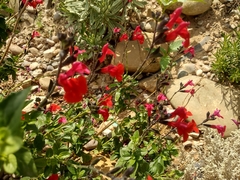 Salvia greggii