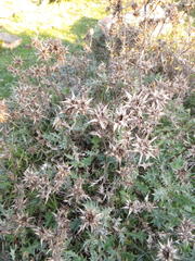 Berkheya heterophylla radiata