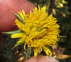 Berkheya heterophylla radiata