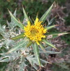 Berkheya heterophylla radiata