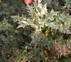 Berkheya heterophylla radiata