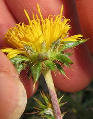 Berkheya heterophylla radiata