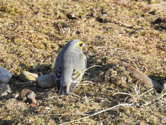 Melanodera xanthogramma