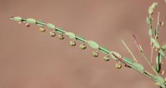 Phyllanthus parvulus parvulus