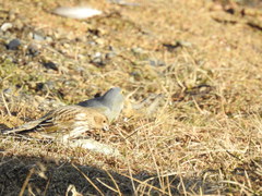 Melanodera xanthogramma