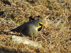 Melanodera xanthogramma