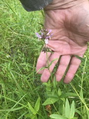 Stachys hyssopifolia