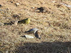 Melanodera xanthogramma