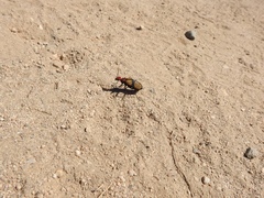 Tegrodera aloga
