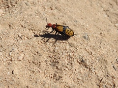 Tegrodera aloga