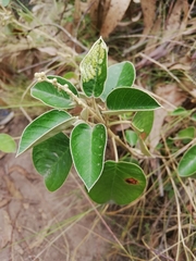 Croton fruticulosus