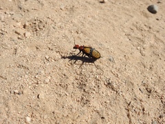 Tegrodera aloga