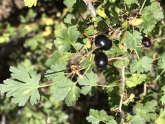 Ribes inerme