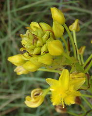 Bulbine abyssinica