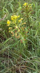 Bulbine abyssinica