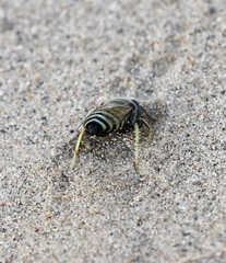 Bembix pallidipicta