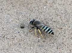 Bembix pallidipicta