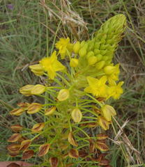 Bulbine abyssinica