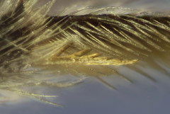 Lasioglossum lissonotus