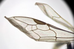 Lasioglossum lissonotus