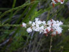 Erica corifolia