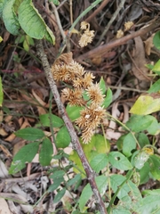 Cyperus acuminatus