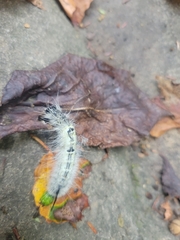 Acronicta americana