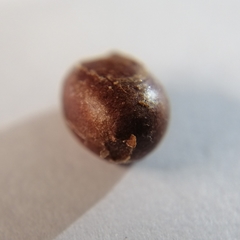 Euprosterna sapucaya