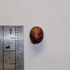 Euprosterna sapucaya