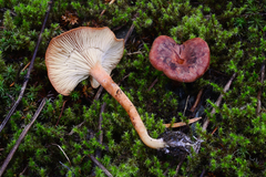 Bonomyces
