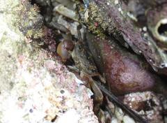 Cyclograpsus punctatus