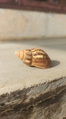 Lissachatina fulica