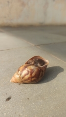 Lissachatina fulica