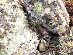 Cyclograpsus punctatus